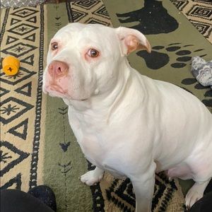 Meet your Posher, Brandy